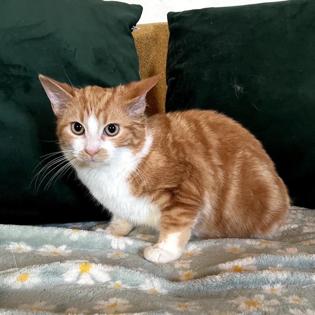 Enlarge Cooper, a Adoptable Domestic Medium Hair in Lexington, KY image 4/4