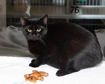 Ellis, Adoptable, Adult Female Domestic Short Hair & Domestic Short Hair.