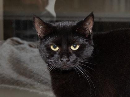 Enlarge Ellis, a Adoptable mixed breed in Longmont, CO image 2/2