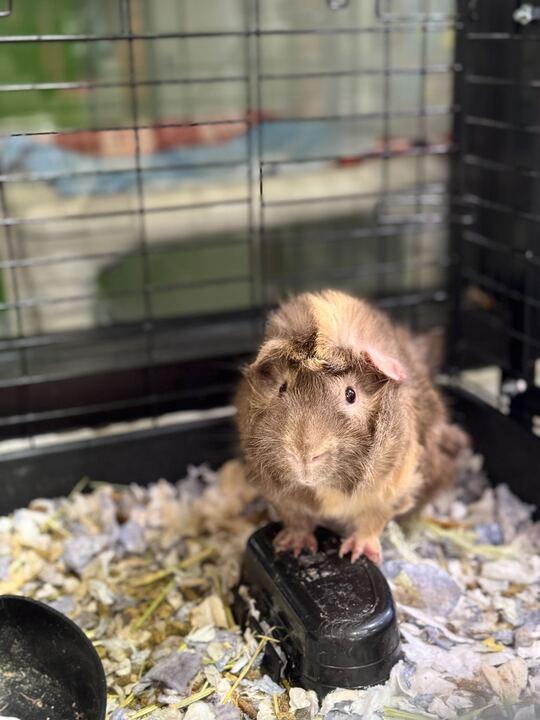 Enlarge Hunter, a ADOPTABLE Guinea Pig in Jackson, MI image 1/1