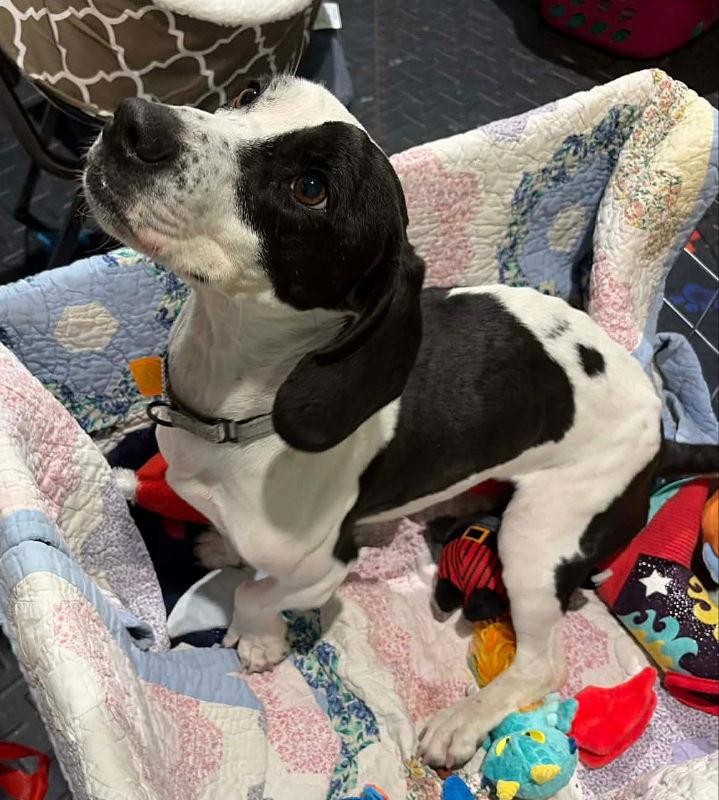 Panda Makita, a Adoptable Basset Hound in Mukwonago, WI image 1/3