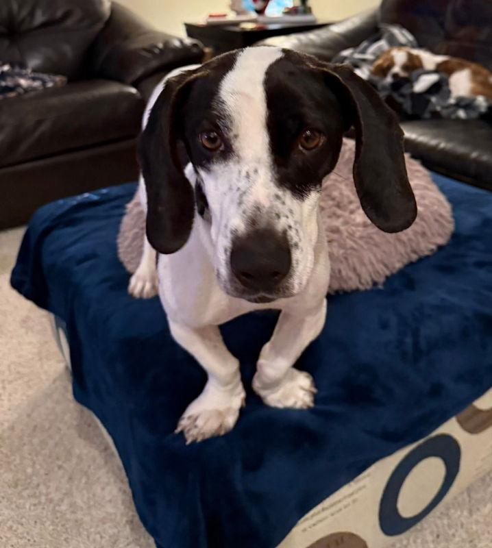 Enlarge Panda Makita, a Adoptable Basset Hound in Mukwonago, WI image 1/3