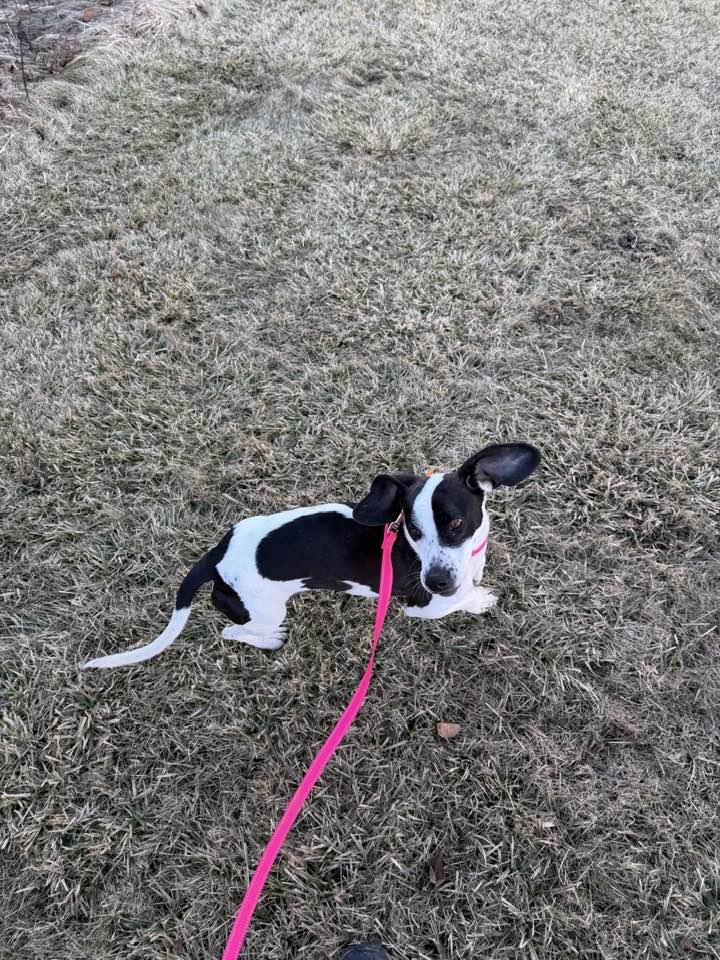Enlarge Panda Makita, a Adoptable Basset Hound in Mukwonago, WI image 2/3