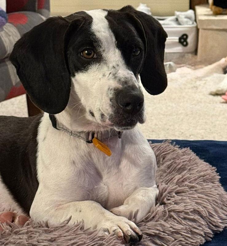 Panda Makita thumbnail 3