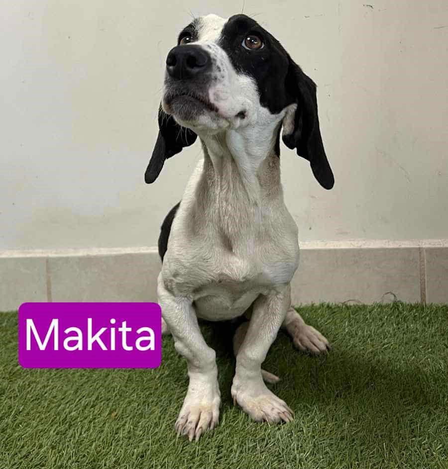 Panda Makita, a Adoptable Basset Hound in Mukwonago, WI image 2/3