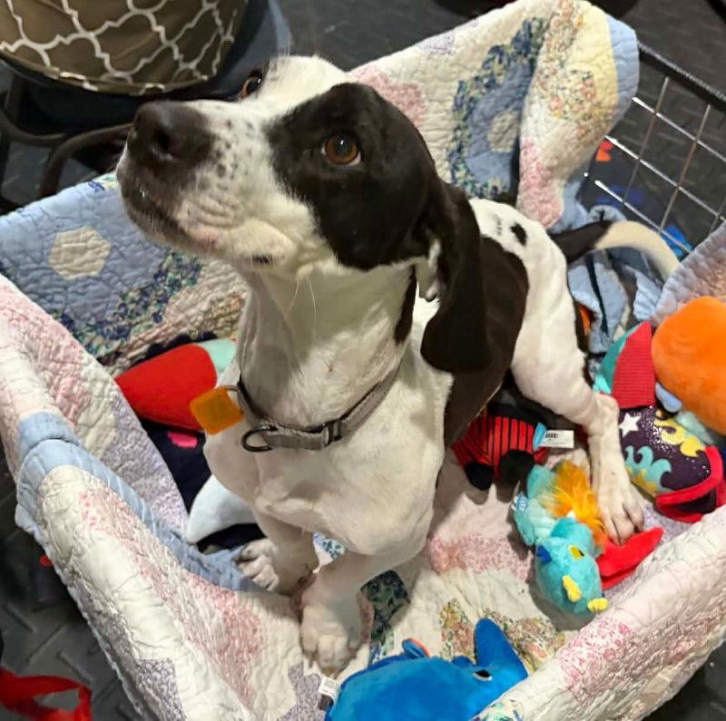 Panda Makita, a Adoptable Basset Hound in Mukwonago, WI image 3/3
