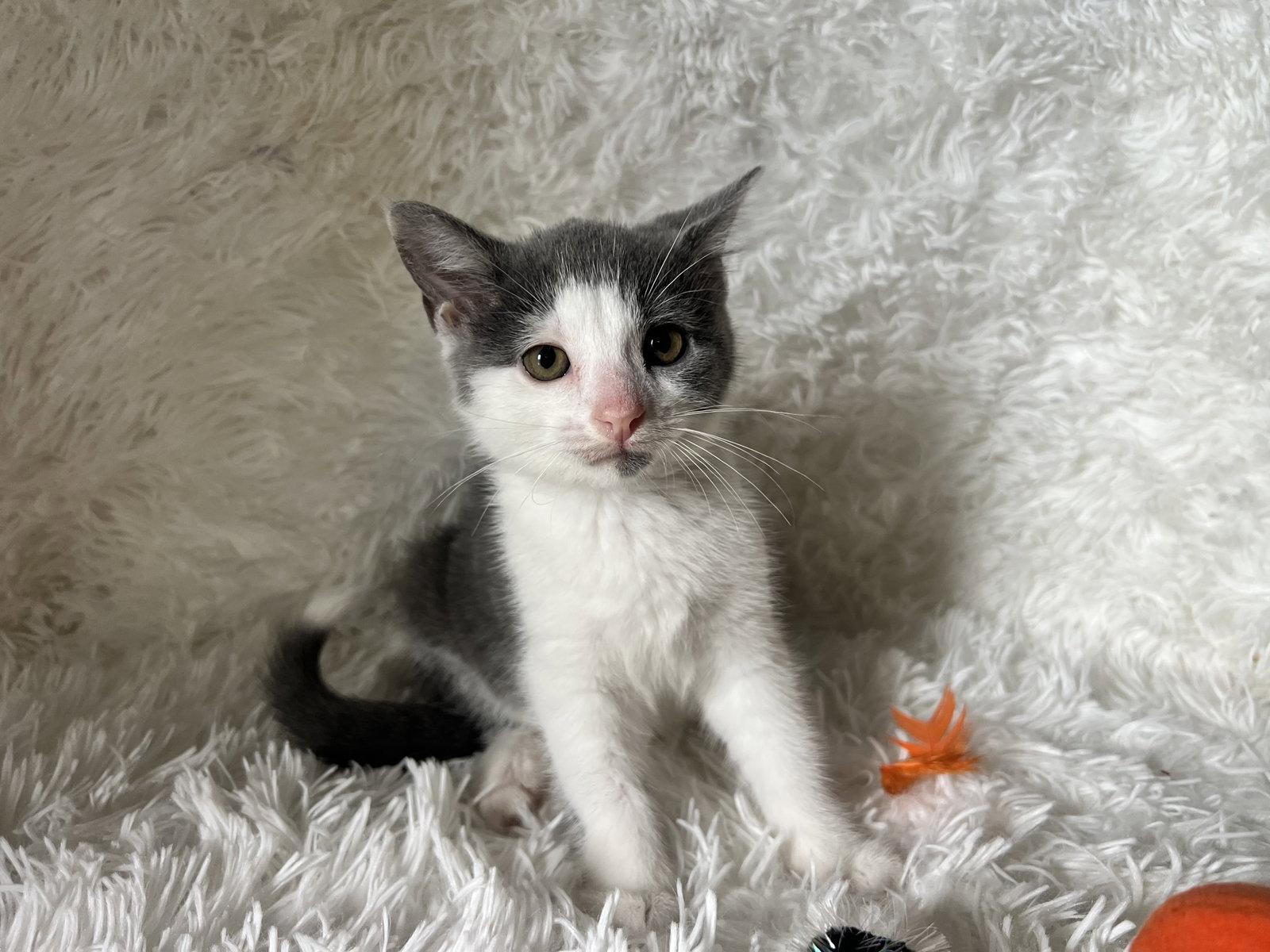Lilly, Adopted, Kitten Female Domestic Short Hair.
