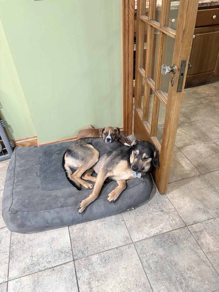 Enlarge Ginger, a Adoptable Boxer in Amherst, NY image 1/6