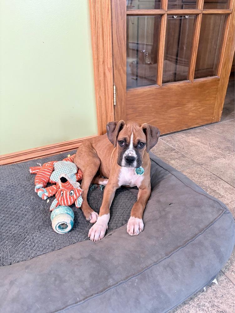 Enlarge Ginger, a Adoptable Boxer in Amherst, NY image 2/6