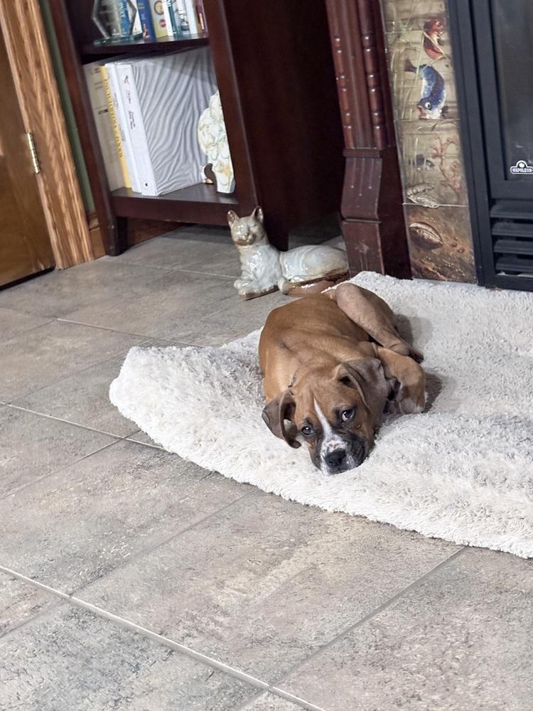 Enlarge Ginger, a Adoptable Boxer in Amherst, NY image 3/6
