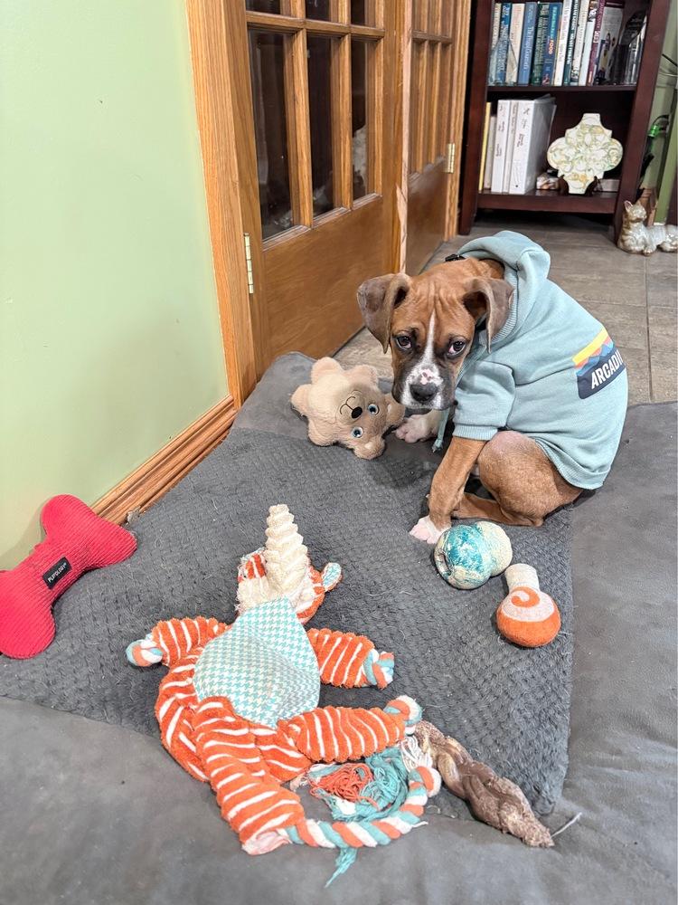 Enlarge Ginger, a Adoptable Boxer in Amherst, NY image 4/6