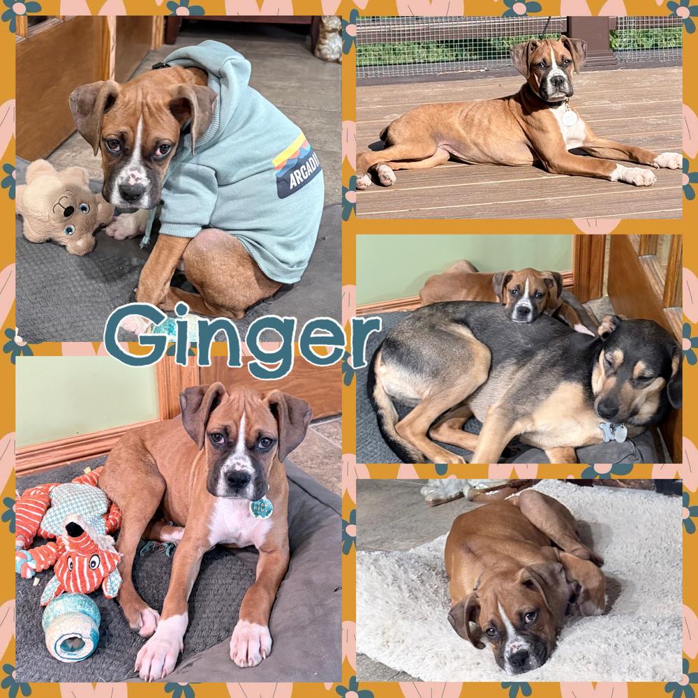 Enlarge Ginger, a Adoptable Boxer in Amherst, NY image 5/6