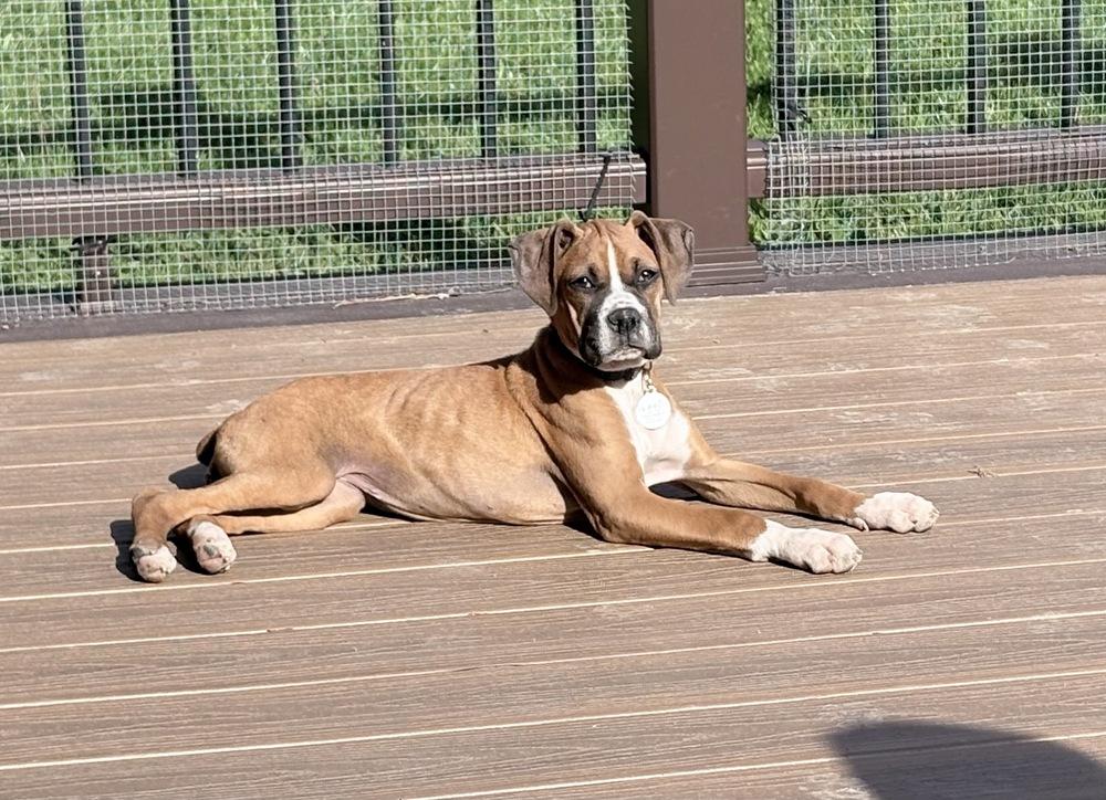 Enlarge Ginger, a Adoptable Boxer in Amherst, NY image 6/6
