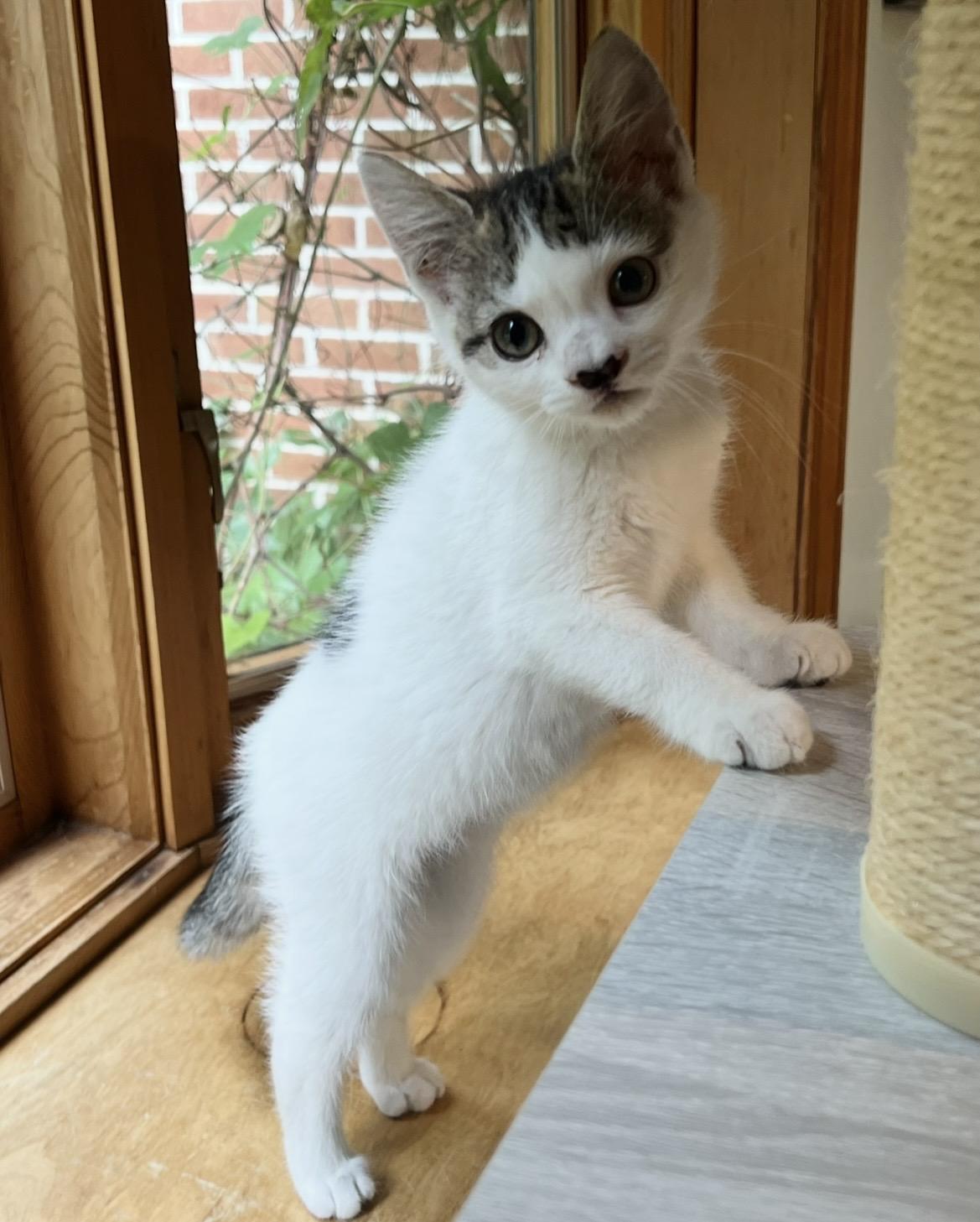 Melody, adopted, Kitten Female Domestic Short Hair.