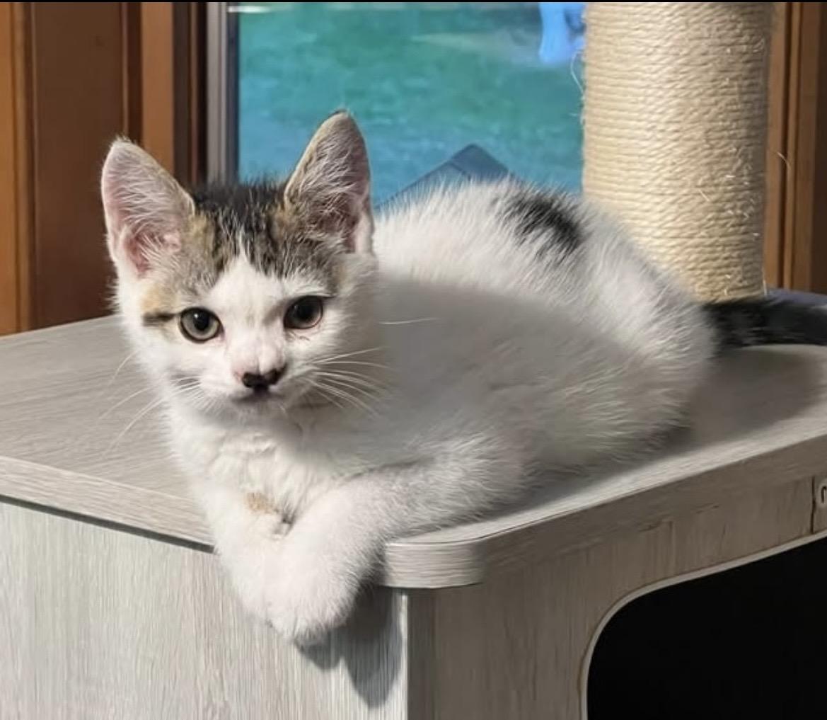Melody, an adopted Domestic Short Hair in Breinigsville, PA image 2/2