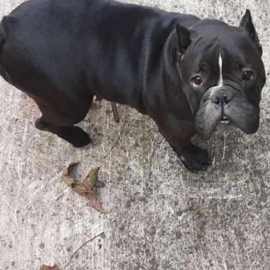 Enlarge Penelope, an adopted mixed breed in Albany , NY image 3/6