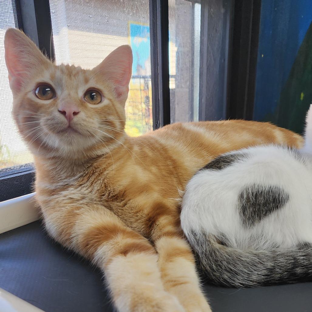 PacMan, Adoptable, Young Male Domestic Short Hair.