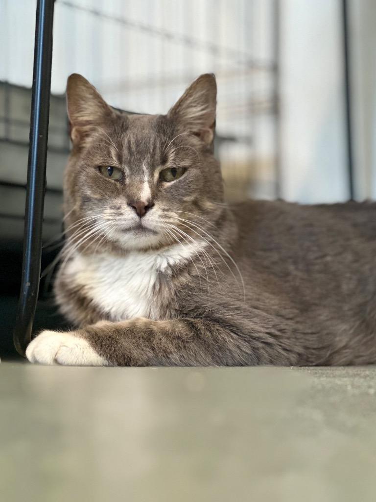 Enlarge Siesta (fka Malibu), a Adoptable mixed breed in Cumberland, ME image 1/6