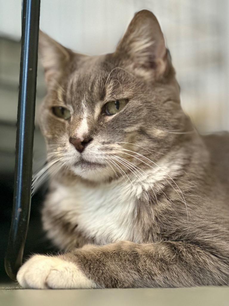 Enlarge Siesta (fka Malibu), a Adoptable mixed breed in Cumberland, ME image 2/6