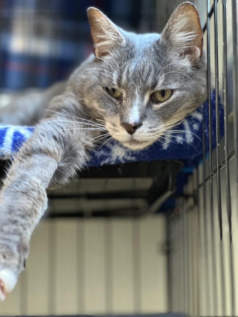 Enlarge Siesta (fka Malibu), a Adoptable mixed breed in Cumberland, ME image 4/6