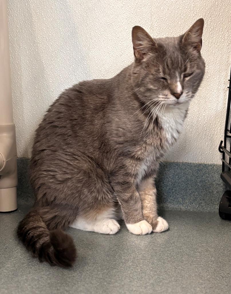 Enlarge Siesta (fka Malibu), a Adoptable mixed breed in Cumberland, ME image 5/6