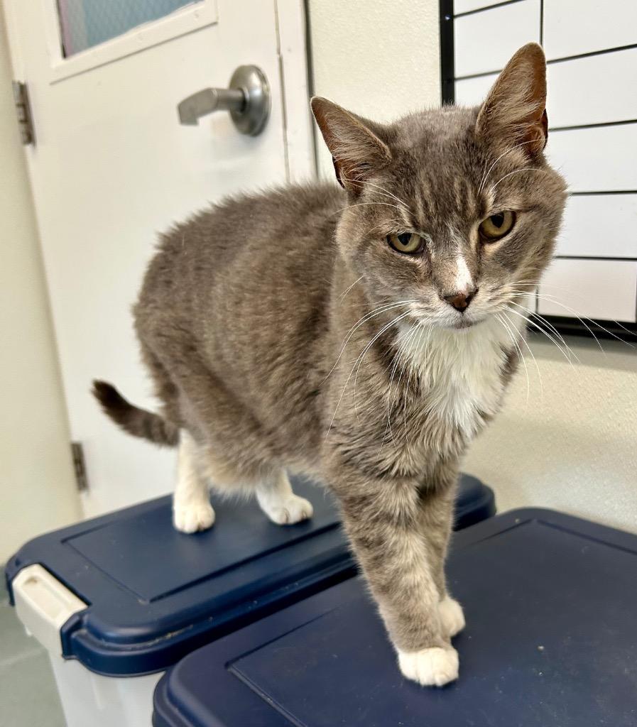 Enlarge Siesta (fka Malibu), a Adoptable mixed breed in Cumberland, ME image 6/6