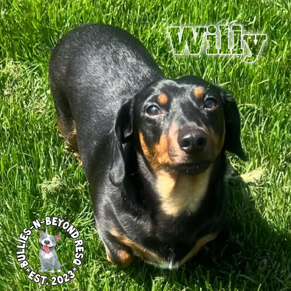 Willy, Adoptable, Adult Male Dachshund.