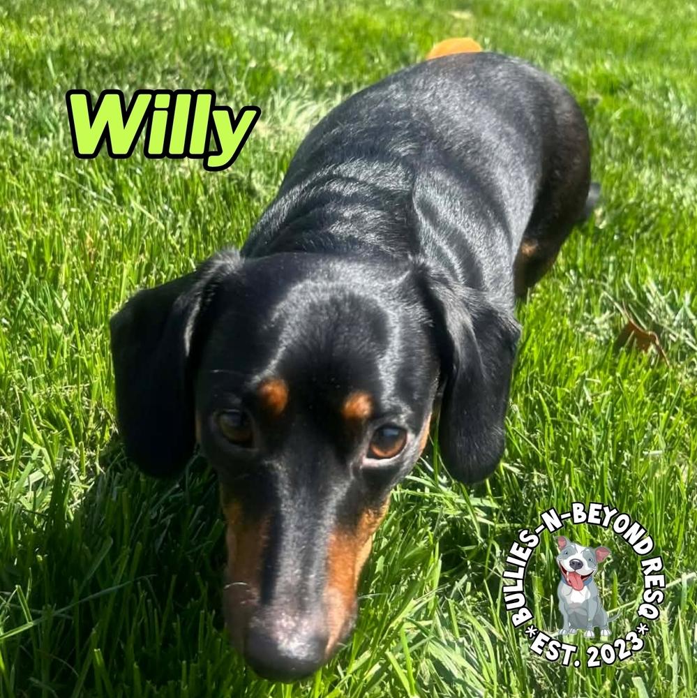 Enlarge Willy, a Adoptable Dachshund in Omaha, NE image 2/5