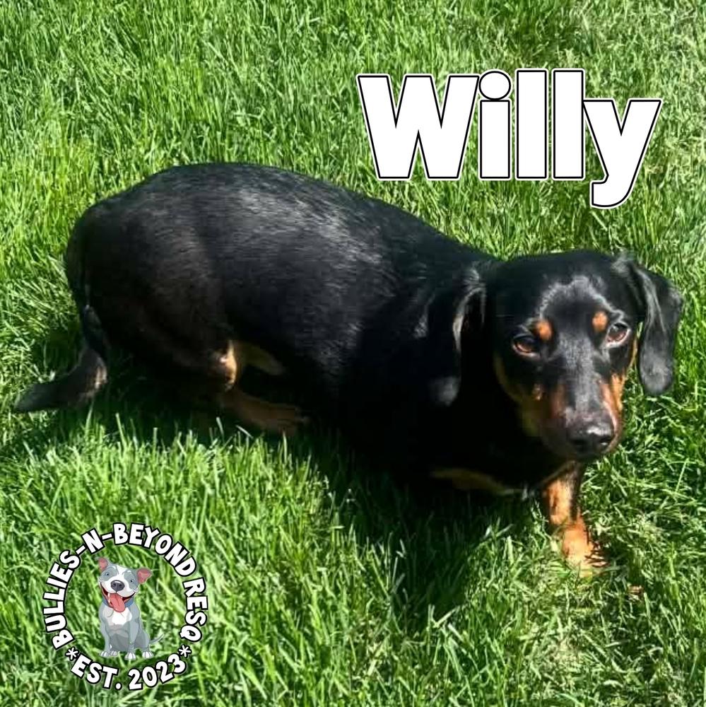 Enlarge Willy, a Adoptable Dachshund in Omaha, NE image 3/5