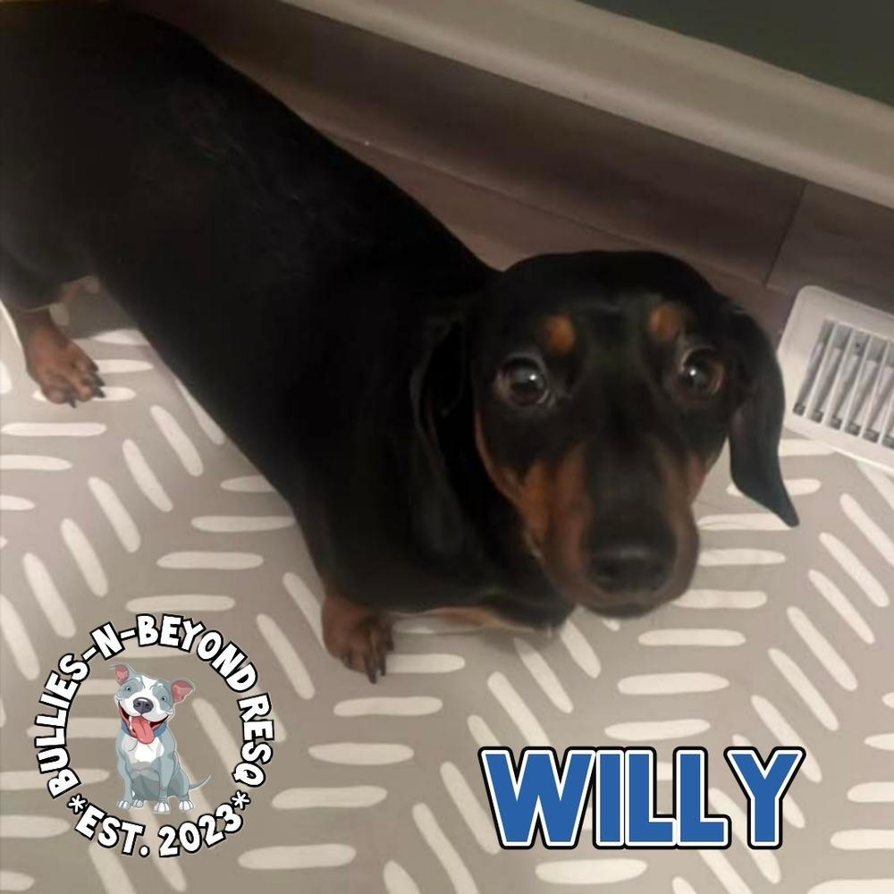 Enlarge Willy, a Adoptable Dachshund in Omaha, NE image 4/5