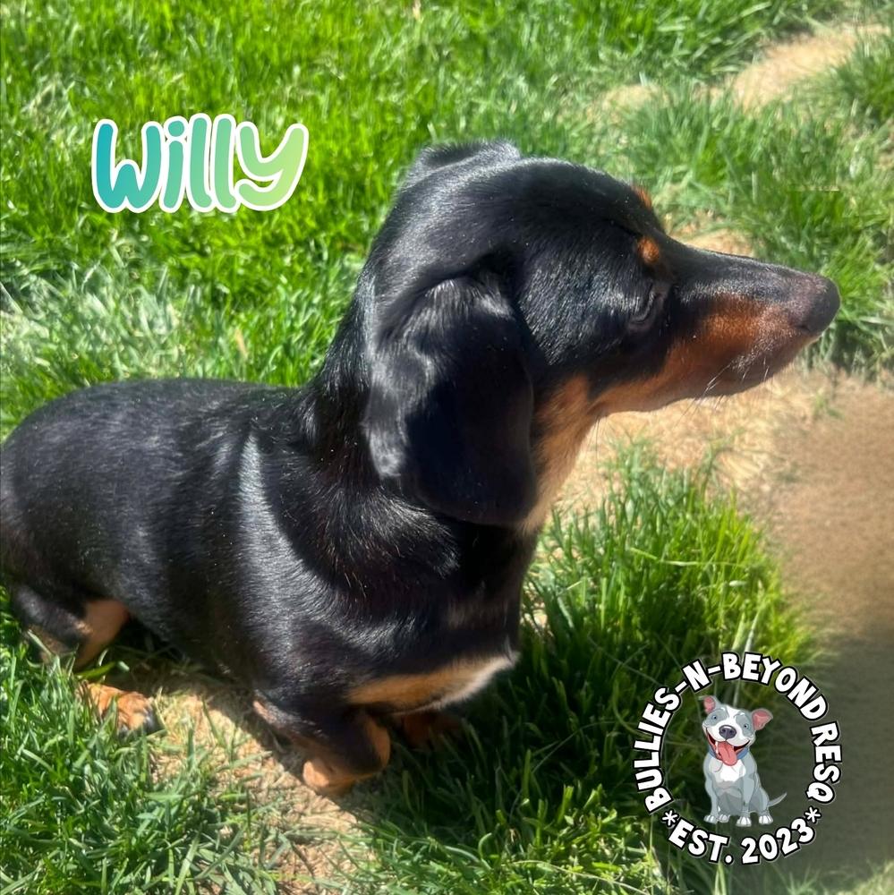 Enlarge Willy, a Adoptable Dachshund in Omaha, NE image 5/5
