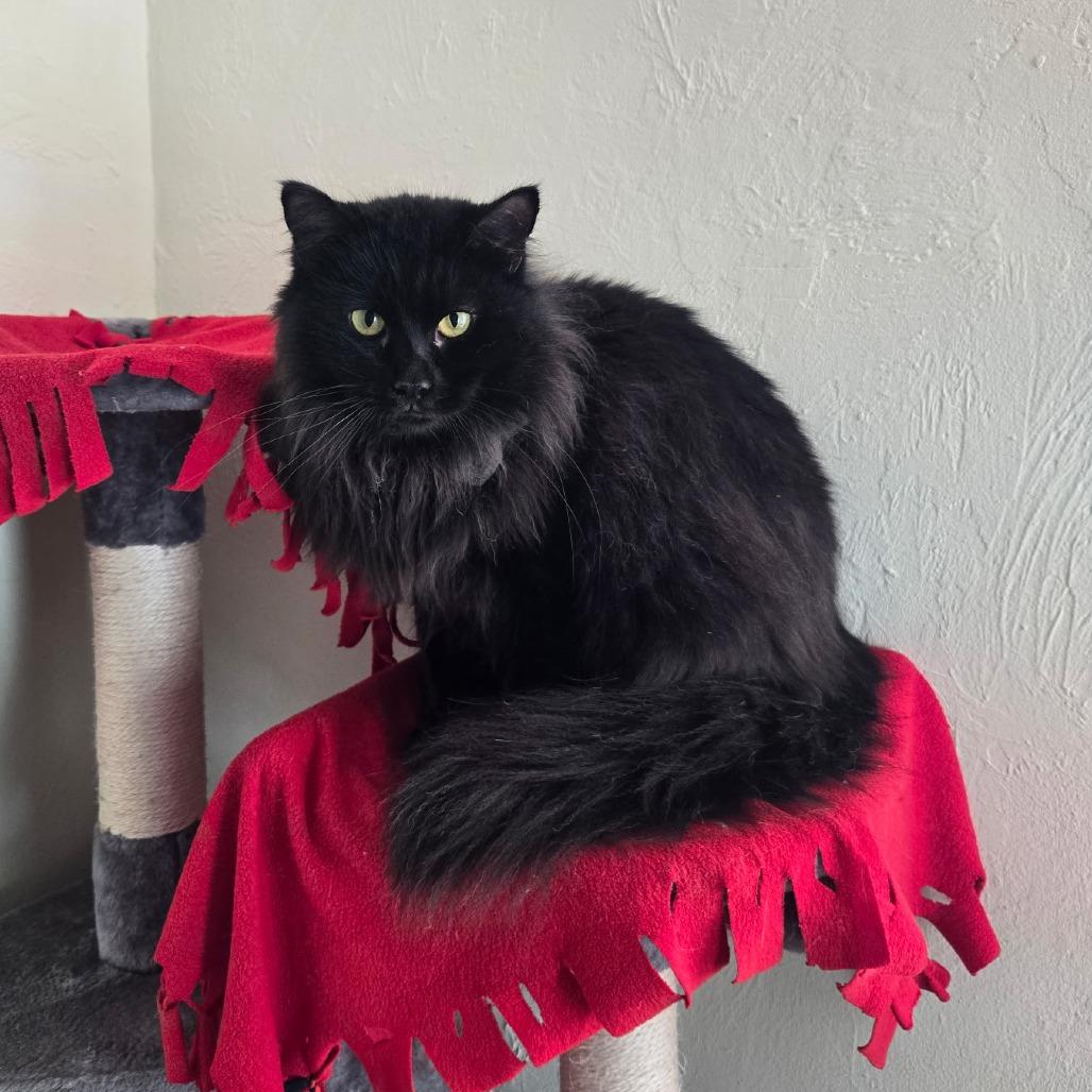 Enlarge Bogie, a Adoptable Domestic Long Hair in Tucson, AZ image 1/1