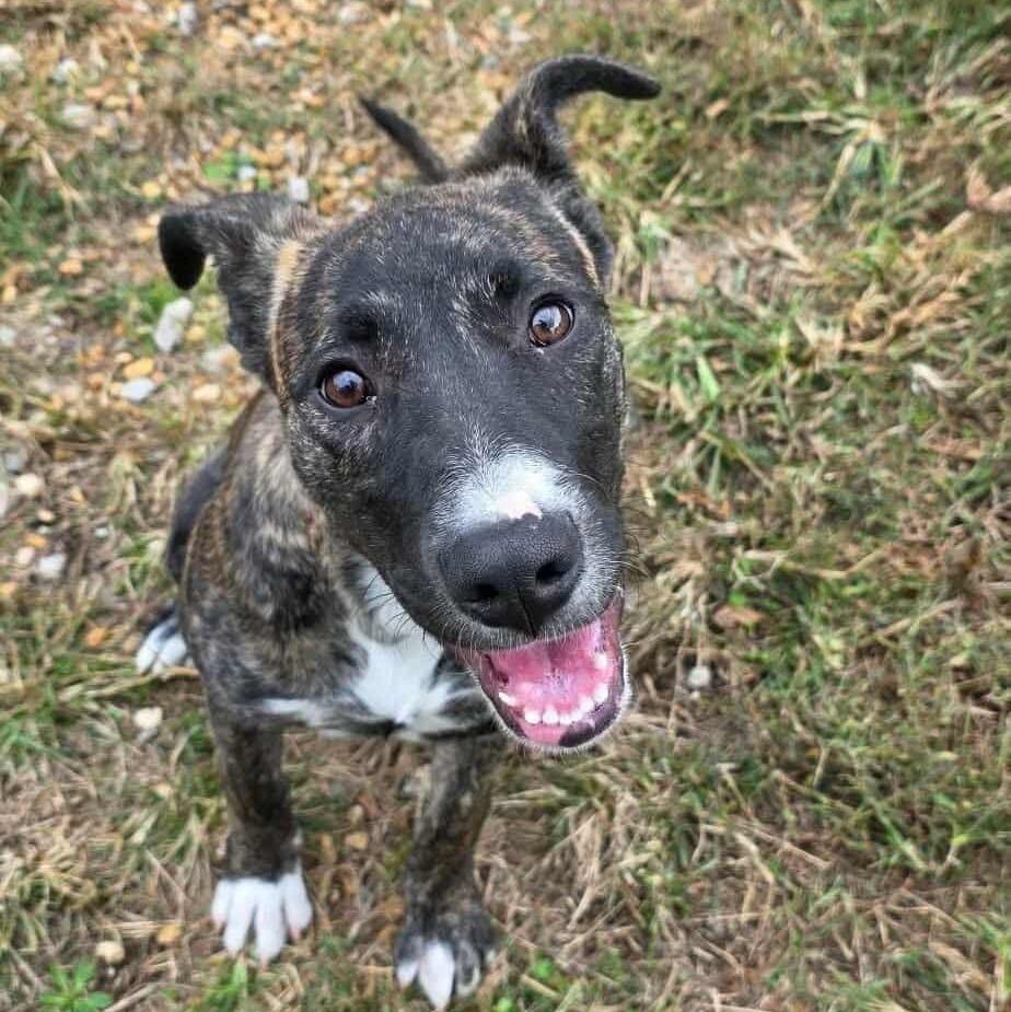 Enlarge Mocha, an adopted mixed breed in Anniston, AL image 3/6