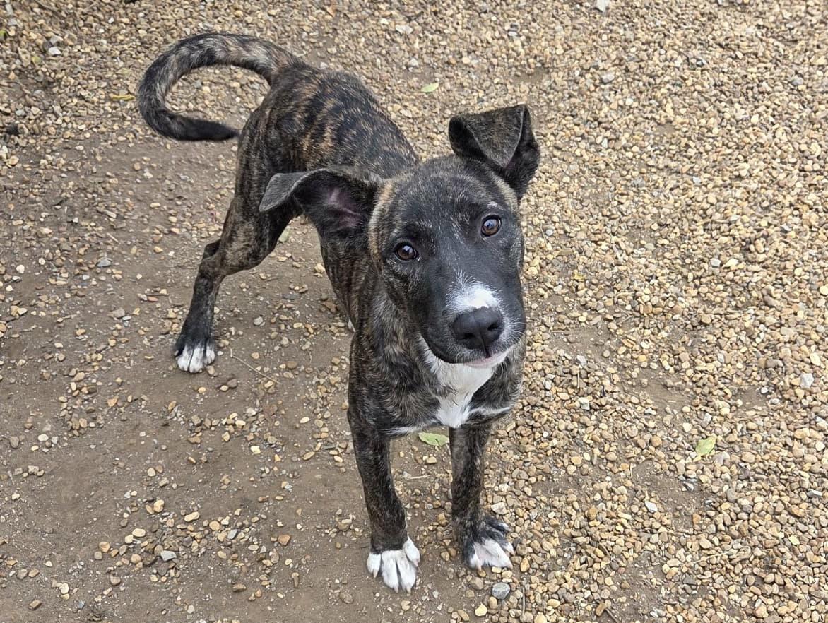 Enlarge Mocha, an adopted mixed breed in Anniston, AL image 5/6