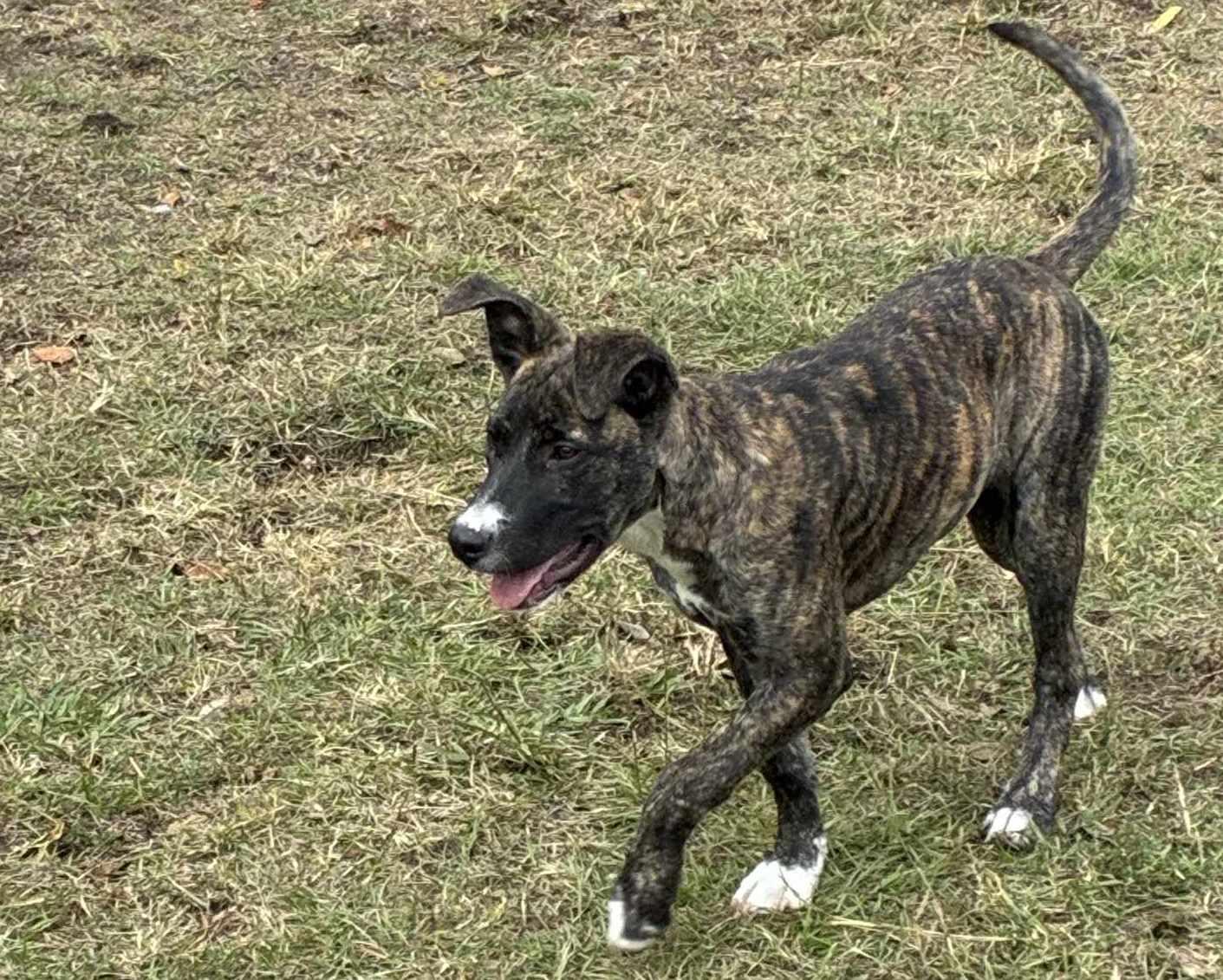 Enlarge Mocha, an adopted mixed breed in Anniston, AL image 2/6