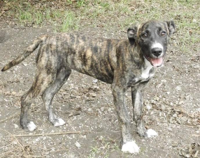 Enlarge Mocha, an adopted mixed breed in Anniston, AL image 4/6