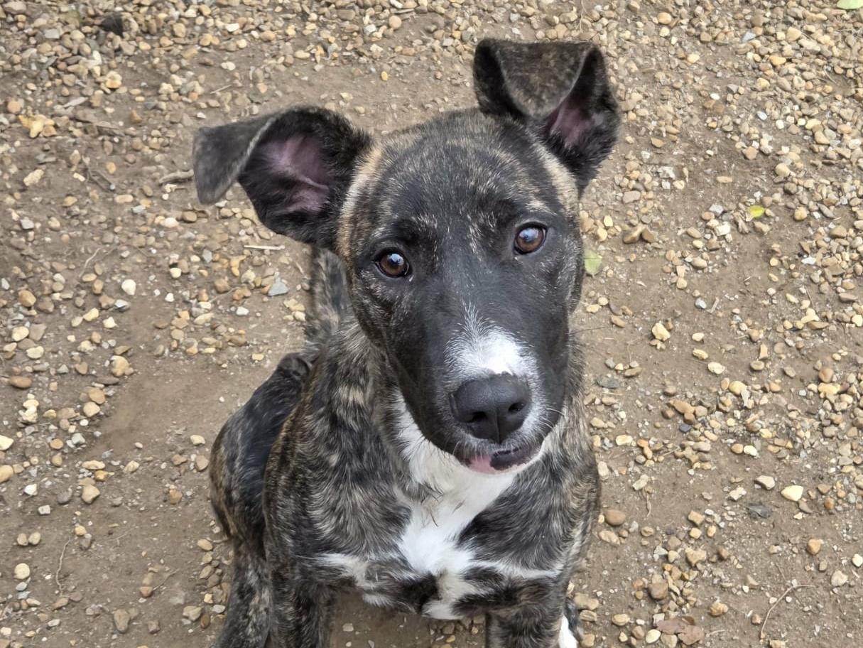 Enlarge Mocha, an adopted mixed breed in Anniston, AL image 6/6