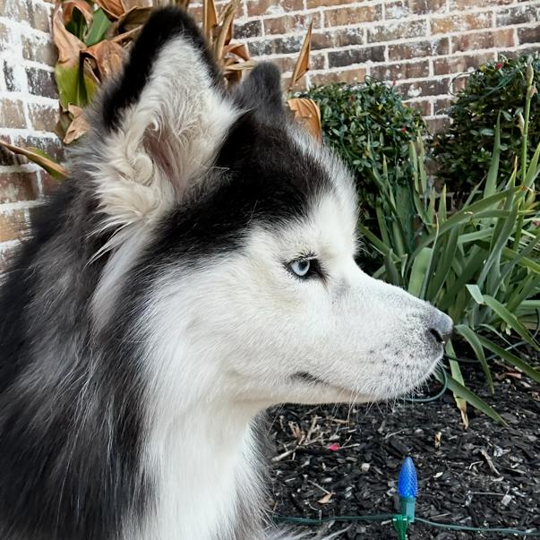Fezco, Adoptable, Adult Male Husky.