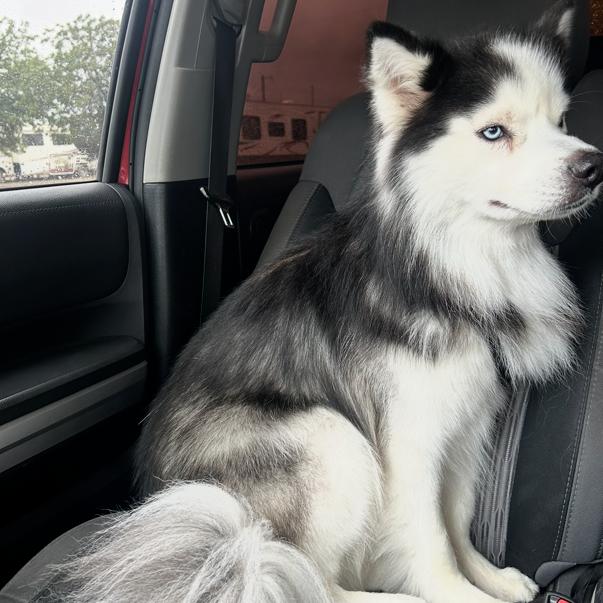 Enlarge Fezco, a Adoptable Husky in Midland, TX image 2/4
