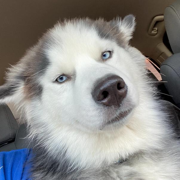 Enlarge Fezco, a Adoptable Husky in Midland, TX image 3/4