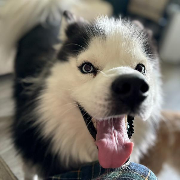 Enlarge Fezco, a Adoptable Husky in Midland, TX image 4/4