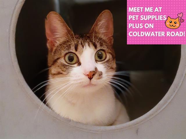 FLURRY, Adoptable, Young Female Domestic Short Hair.