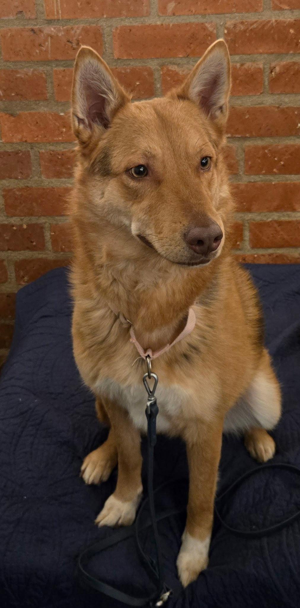 Midge, a Adoptable German Shepherd Dog in Los Angeles, CA image 1/3