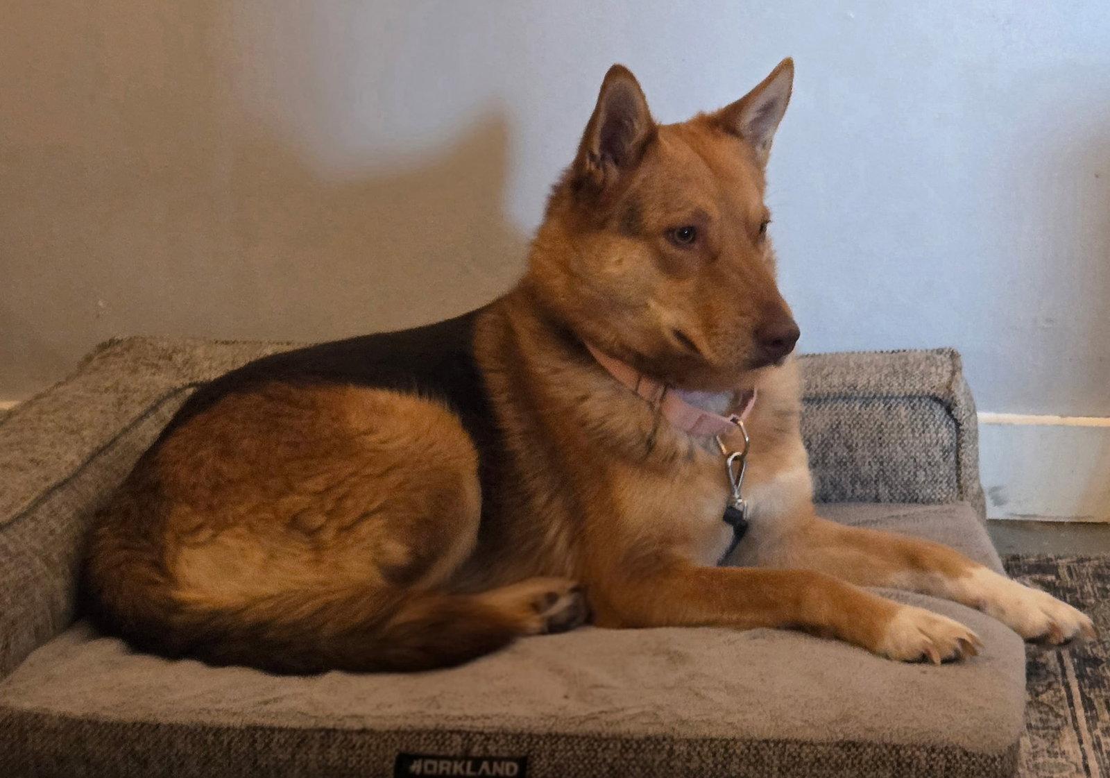 Midge, a Adoptable German Shepherd Dog in Los Angeles, CA image 3/3