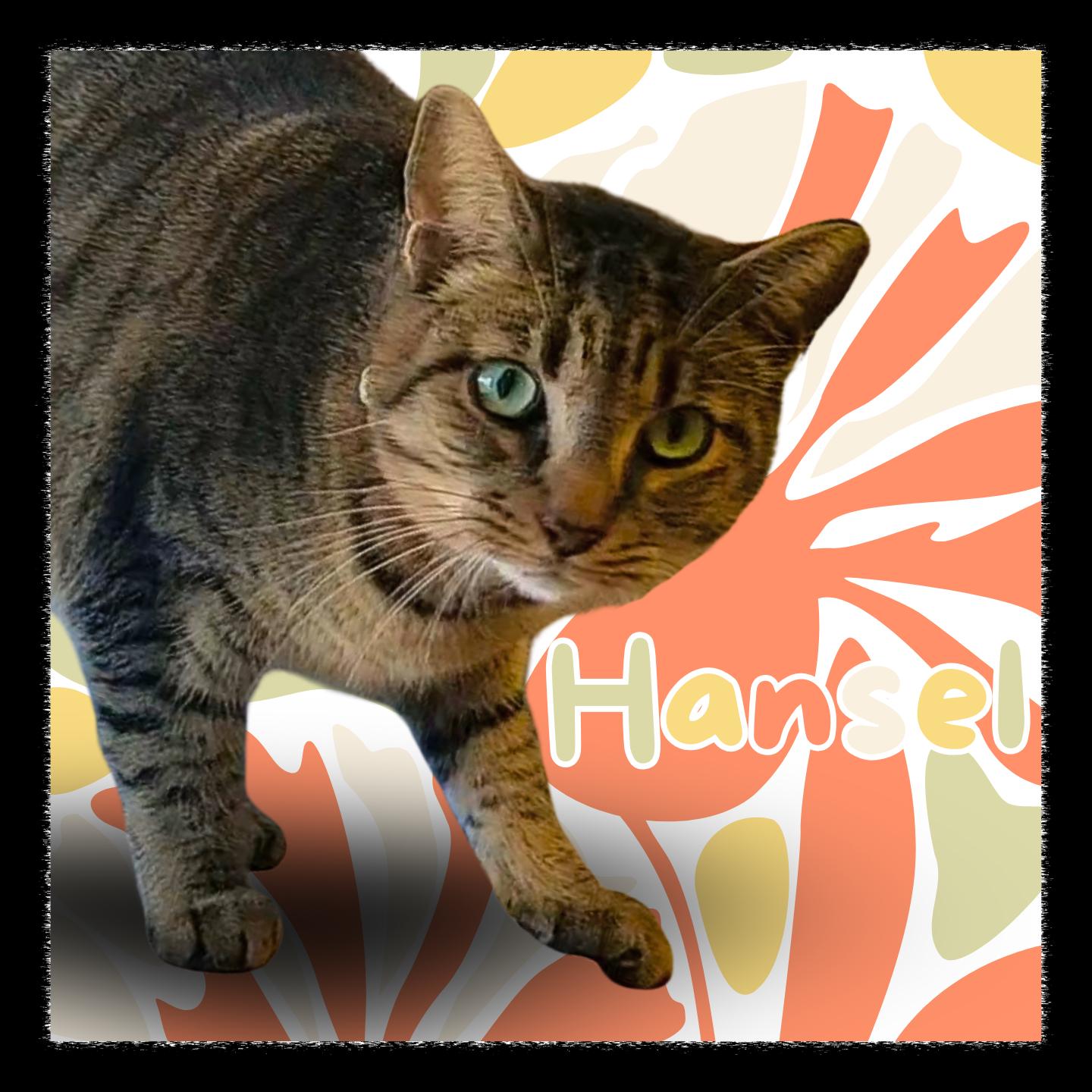 Enlarge Hansel, a ADOPTABLE Domestic Short Hair in Aransas Pass, TX image 1/1