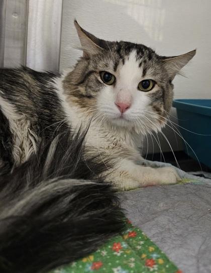 Enlarge Angel, a Adoptable mixed breed in Phoenix, AZ image 2/2