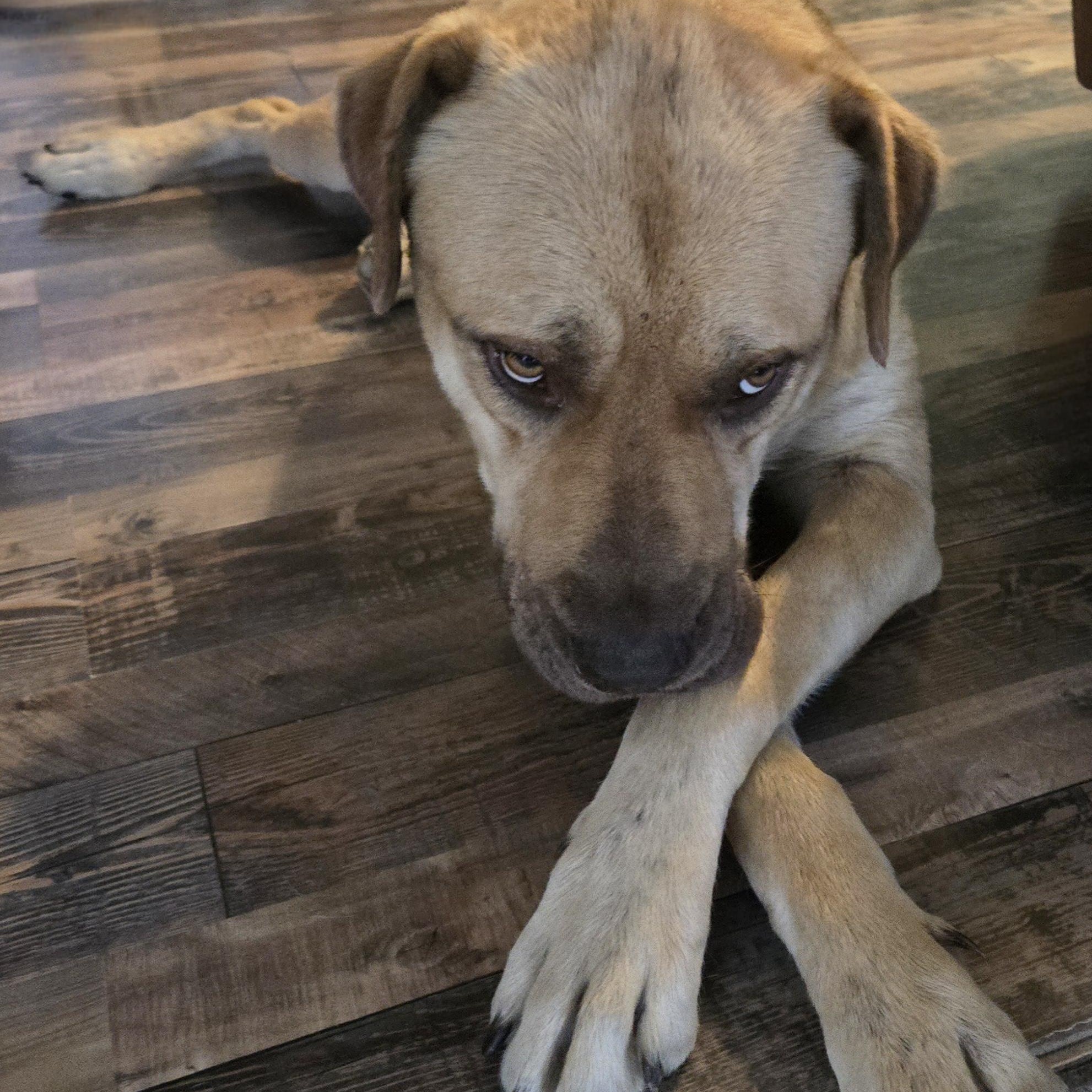 Enlarge Mac, a Adoptable Mixed Breed in Jamestown, TN image 2/2