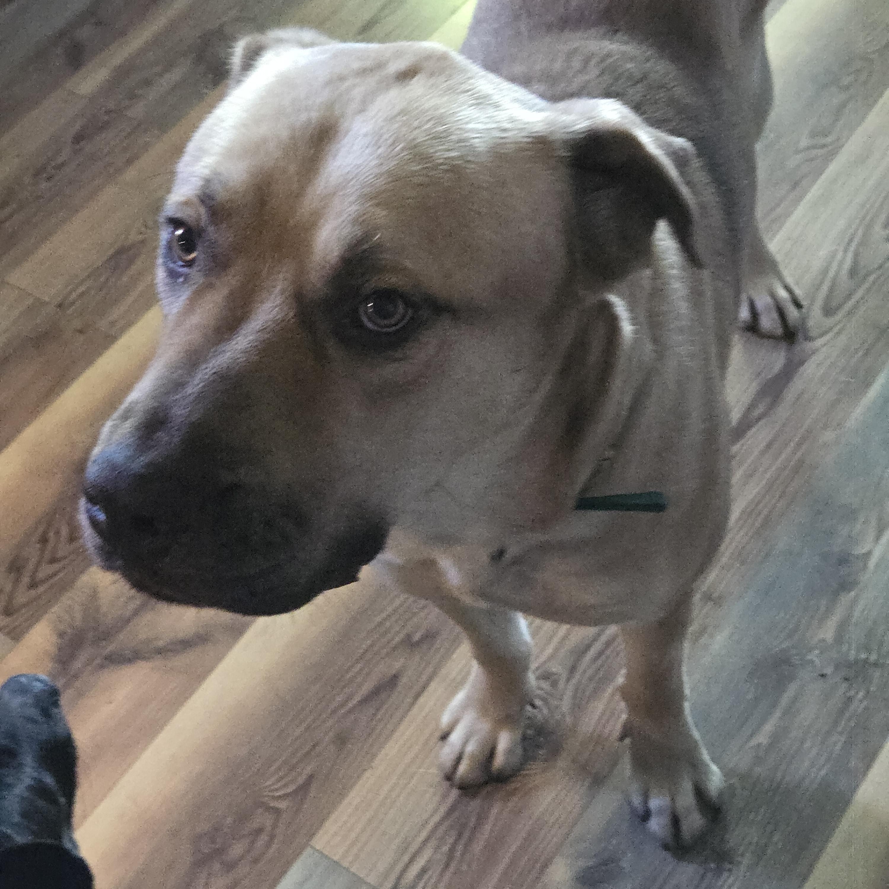 Enlarge Mac, a Adoptable Mixed Breed in Jamestown, TN image 1/2