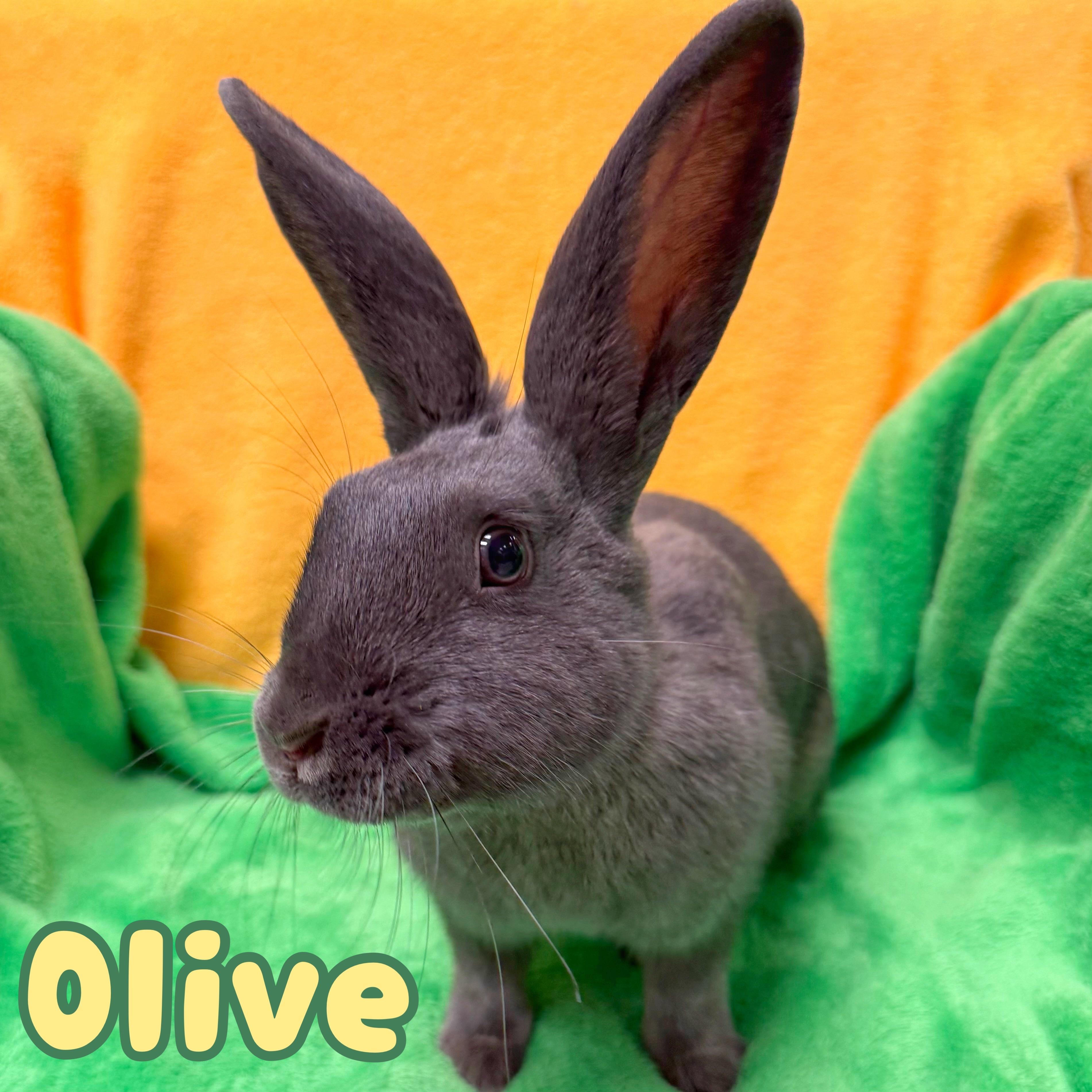 Olive, Adopted, Young Female Bunny Rabbit.