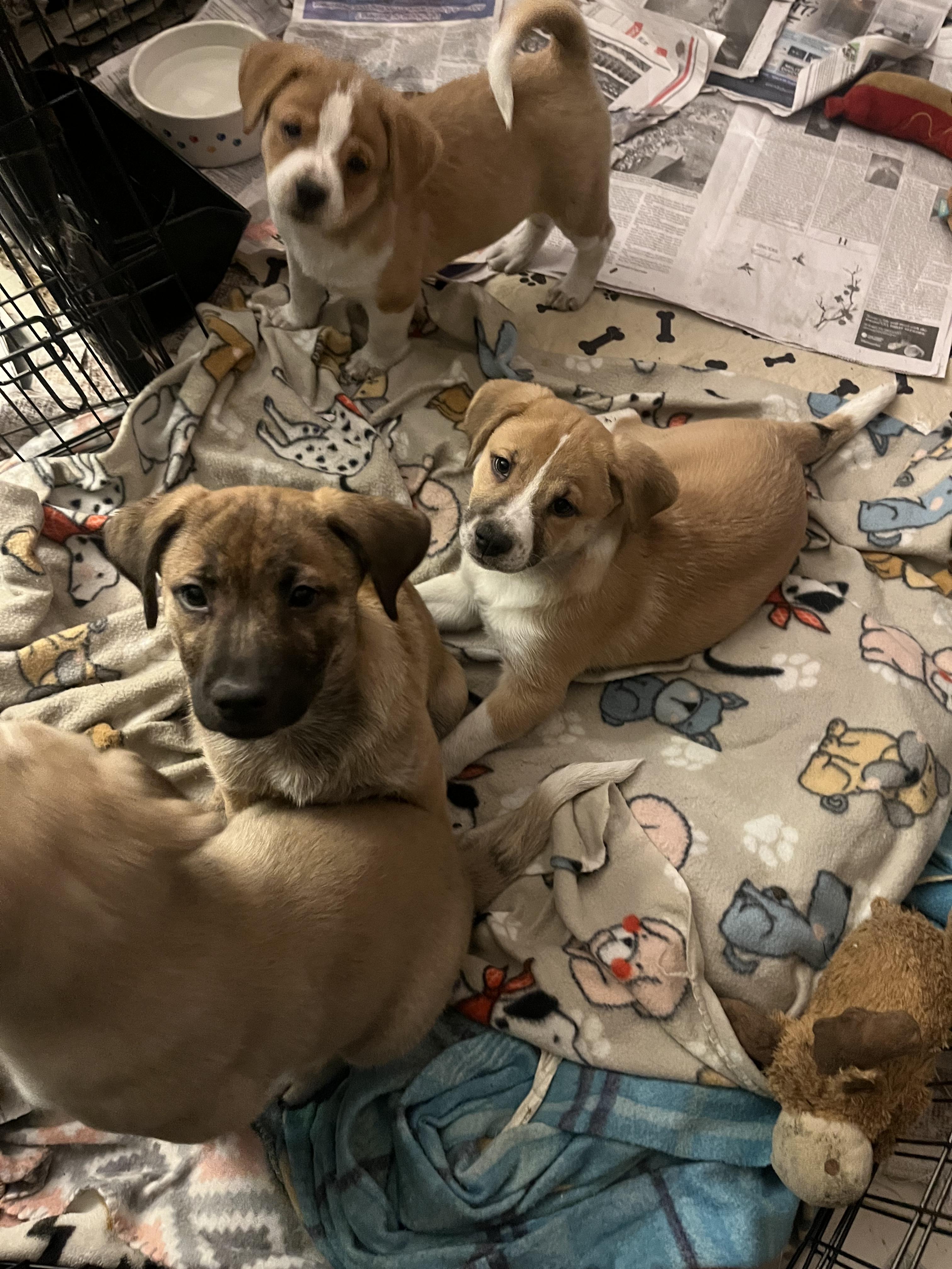 Enlarge Cattle dog/lab puppies, a Adopted mixed breed in Tonopah, AZ image 1/6